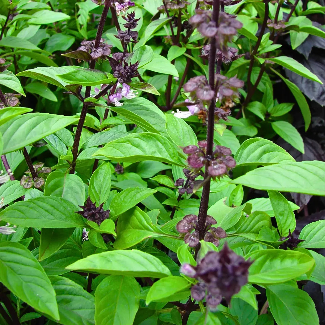 Buy Damro Tulsi (Ocimum basilicum) - Plant Online at Lalitenterprise