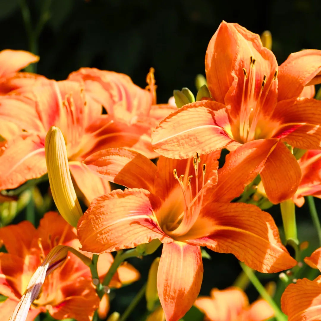 Buy Hemerocallis Fulva - Plant Online at lalitenterprise