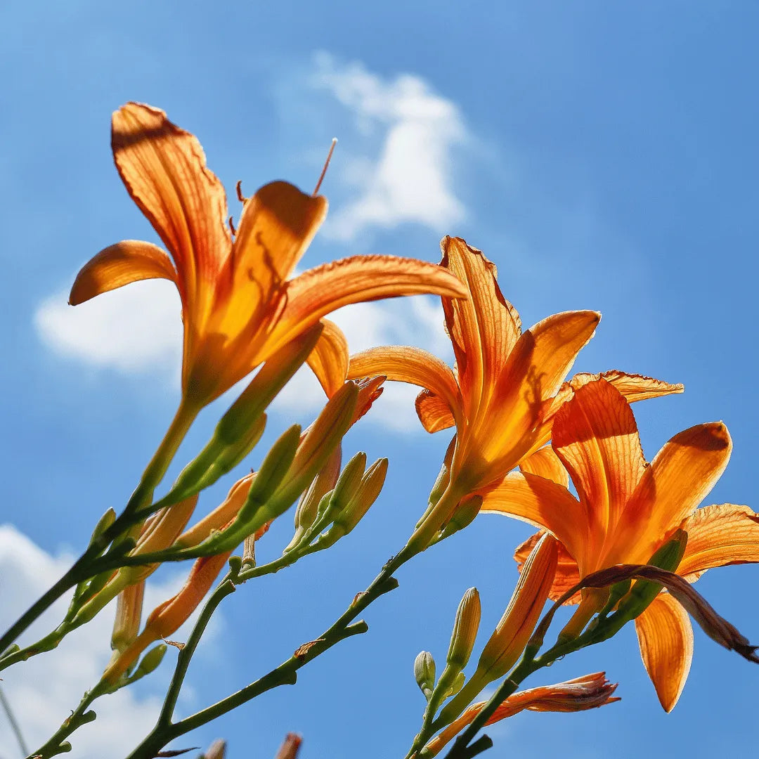 Buy Hemerocallis Fulva - Plant Online at lalitenterprise