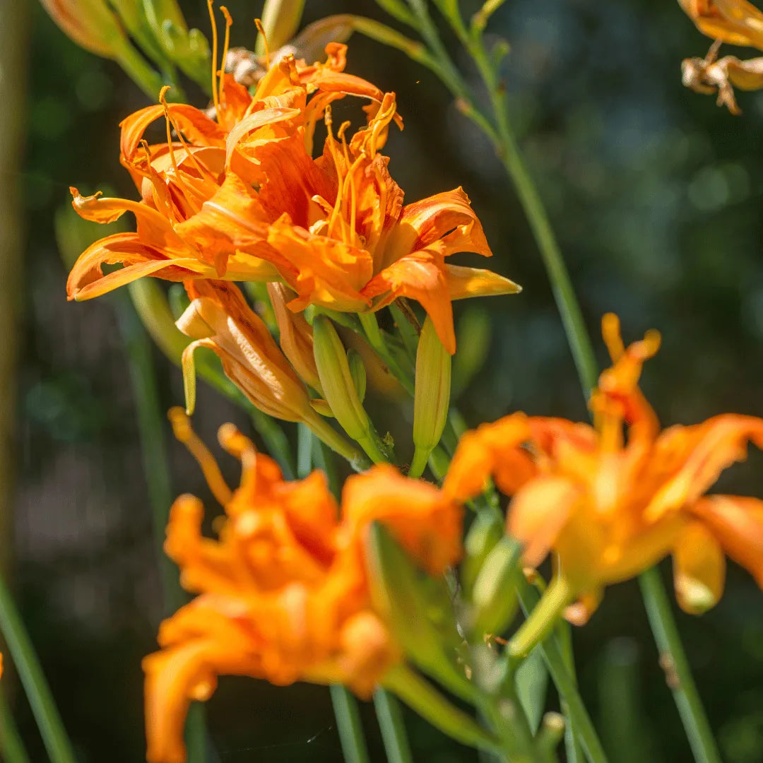 Buy Day Lily (Hemerocallis Fulva) - Plant Online at lalitenterprise
