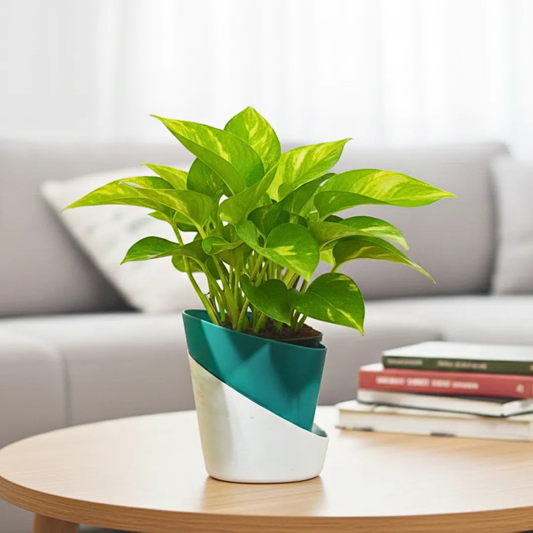 Buy Dense Pothos Plants Online at Lalitenteprise