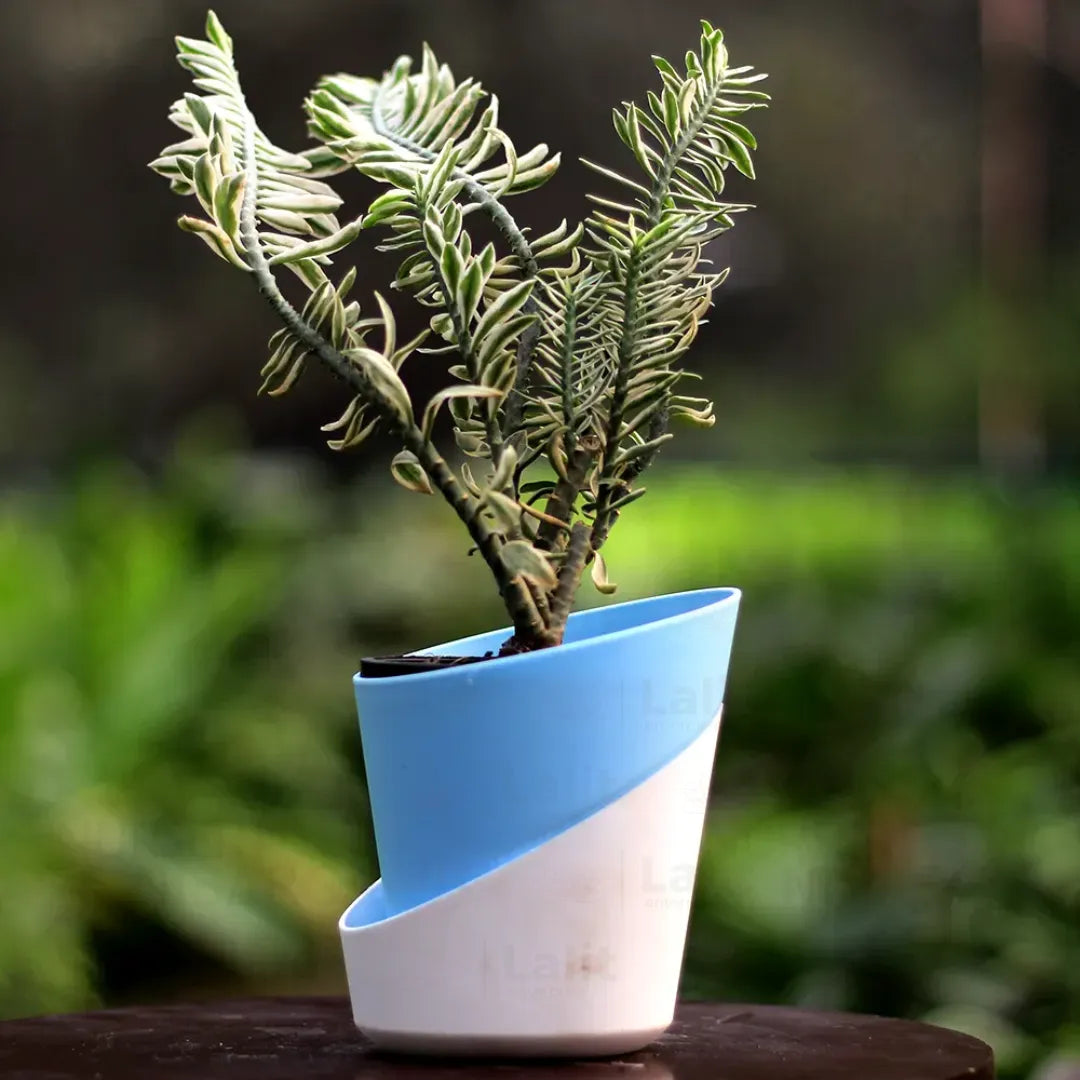 Buy Devil’s Backbone - Plant Online at Lalitenterprise