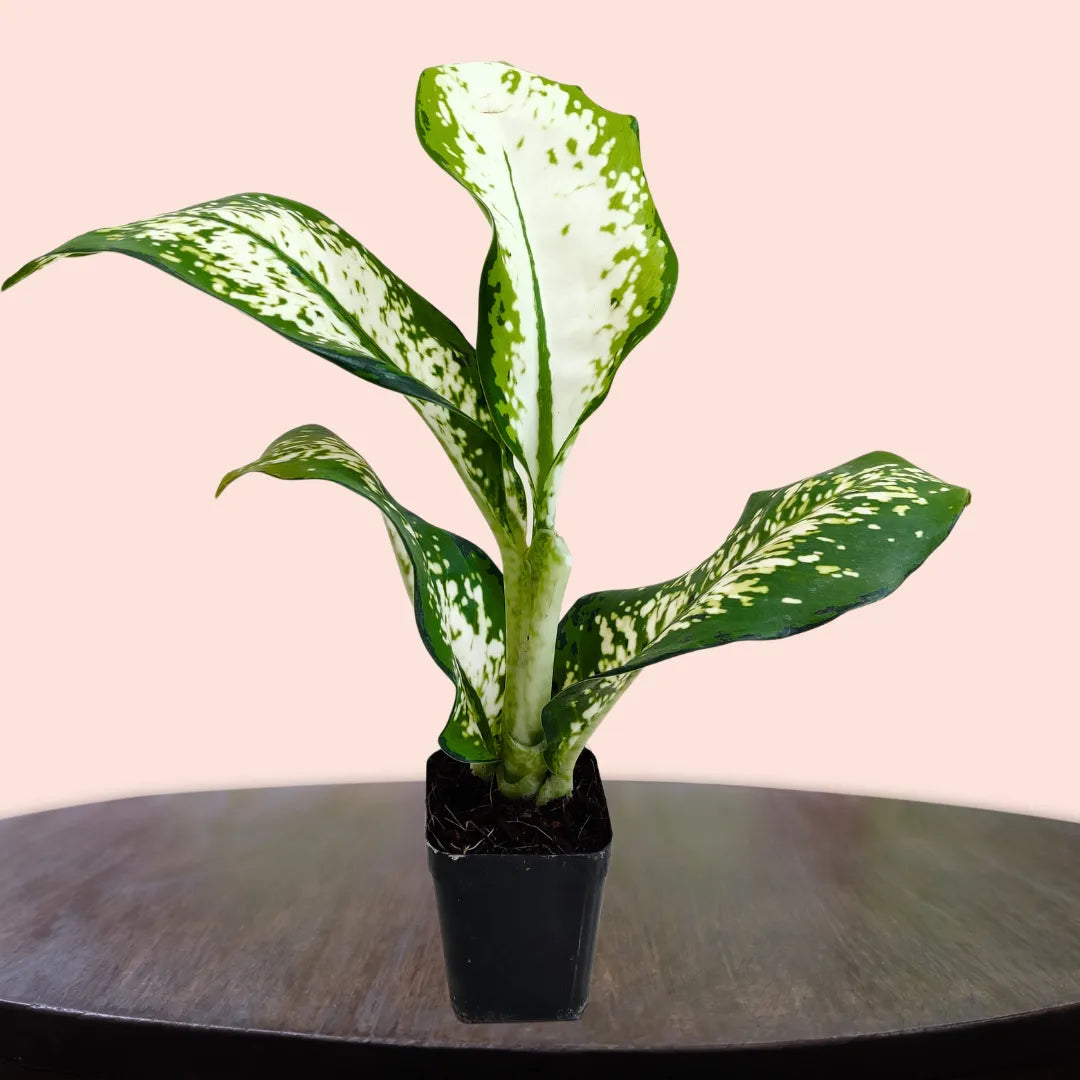 Buy Dieffenbachia 'Delilah' - Plant Online at Lalitenterprise