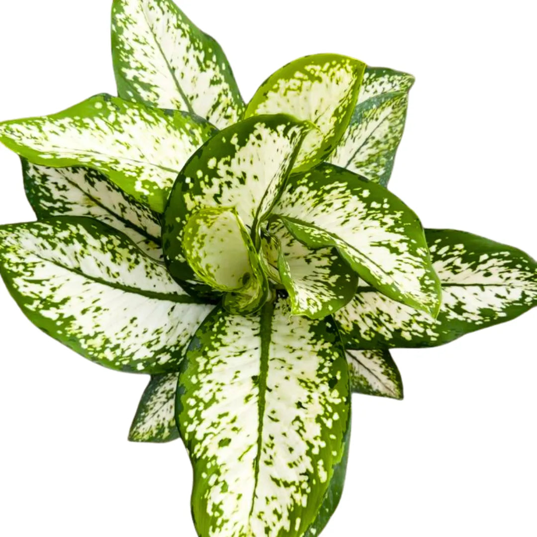 Buy Dieffenbachia 'Delilah' - Plant Online at Lalitenterprise