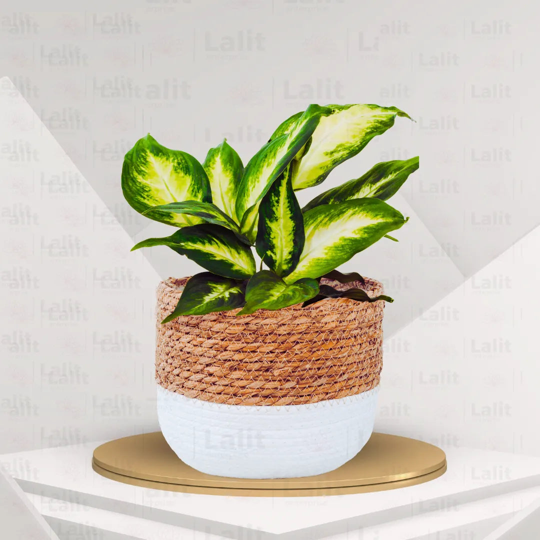 Dieffenbachia Maculata 'Camille'