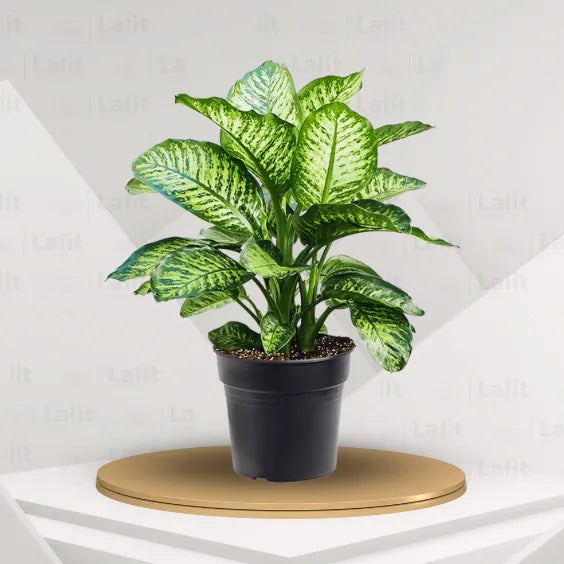 dieffenbachia seguine for sale Dieffenbachia Seguine