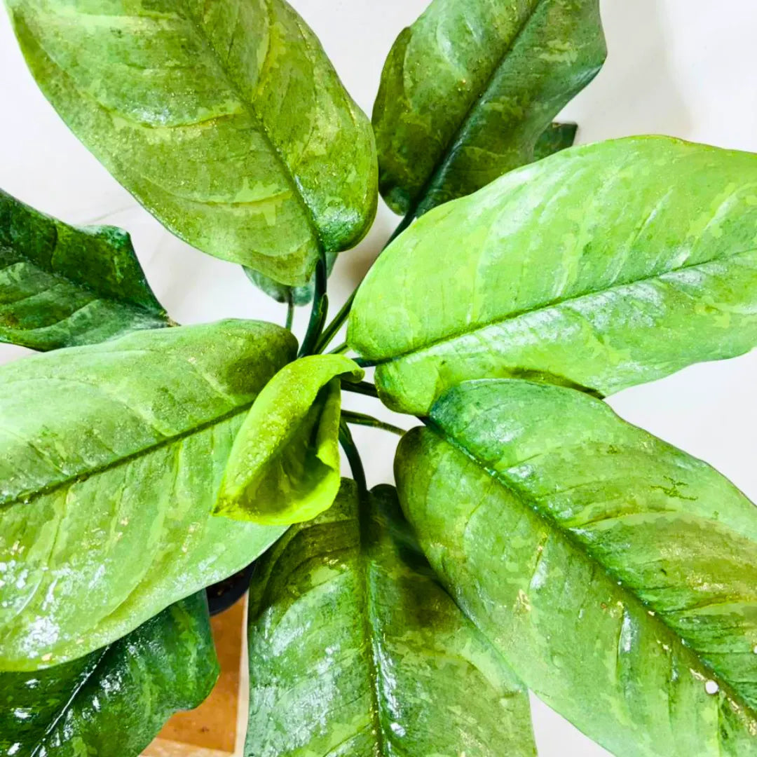Buy Dieffenbachia Silver Blue Steel - Plant Online at Lalitenterprise