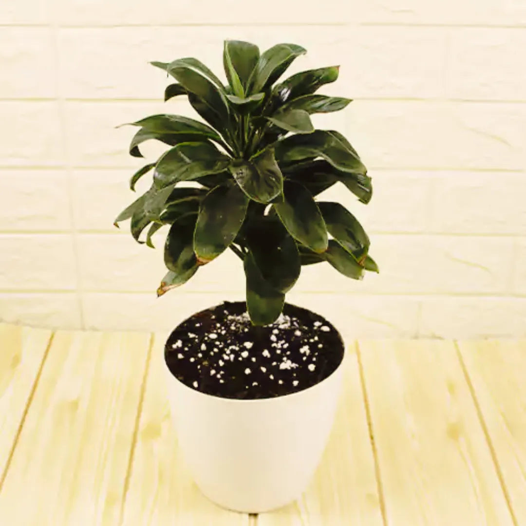 Buy Dracaena 'Coffee' (Cordyline Brown Miniature) - Plant Online at Lalitenterprise