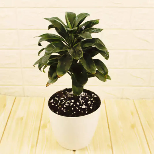 Buy Dracaena 'Coffee' (Cordyline Brown Miniature) - Plant Online at Lalitenterprise