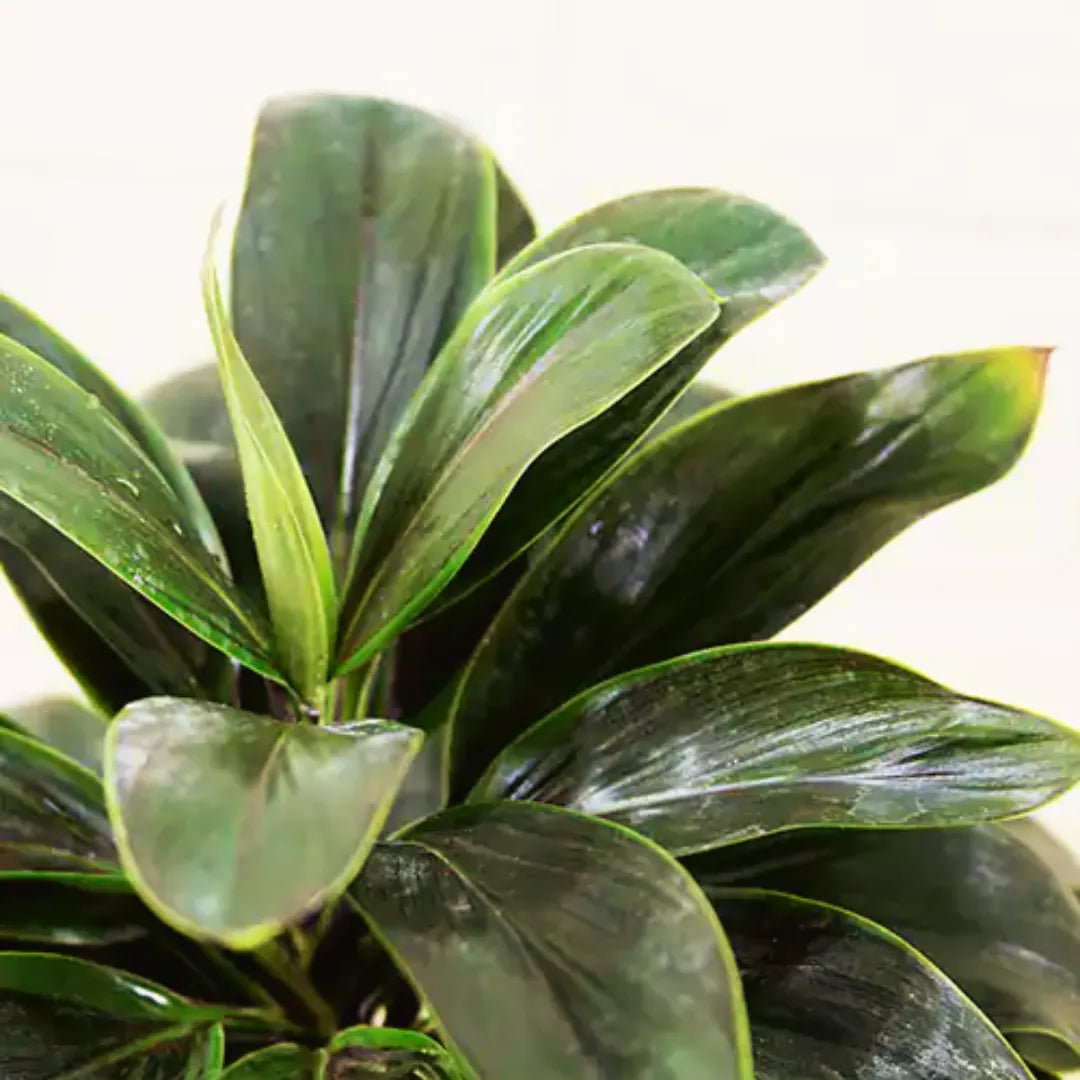 Buy Dracaena 'Coffee' (Cordyline Brown Miniature) - Plant Online at Lalitenterprise