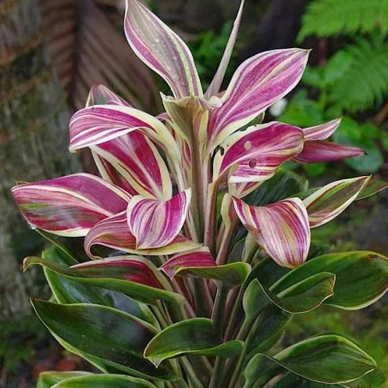Buy Dracaena Cordyline Fruticosa 'Burlesque' (Pink kedarnath Dracaena) - Plant Online at Lalitenterprise