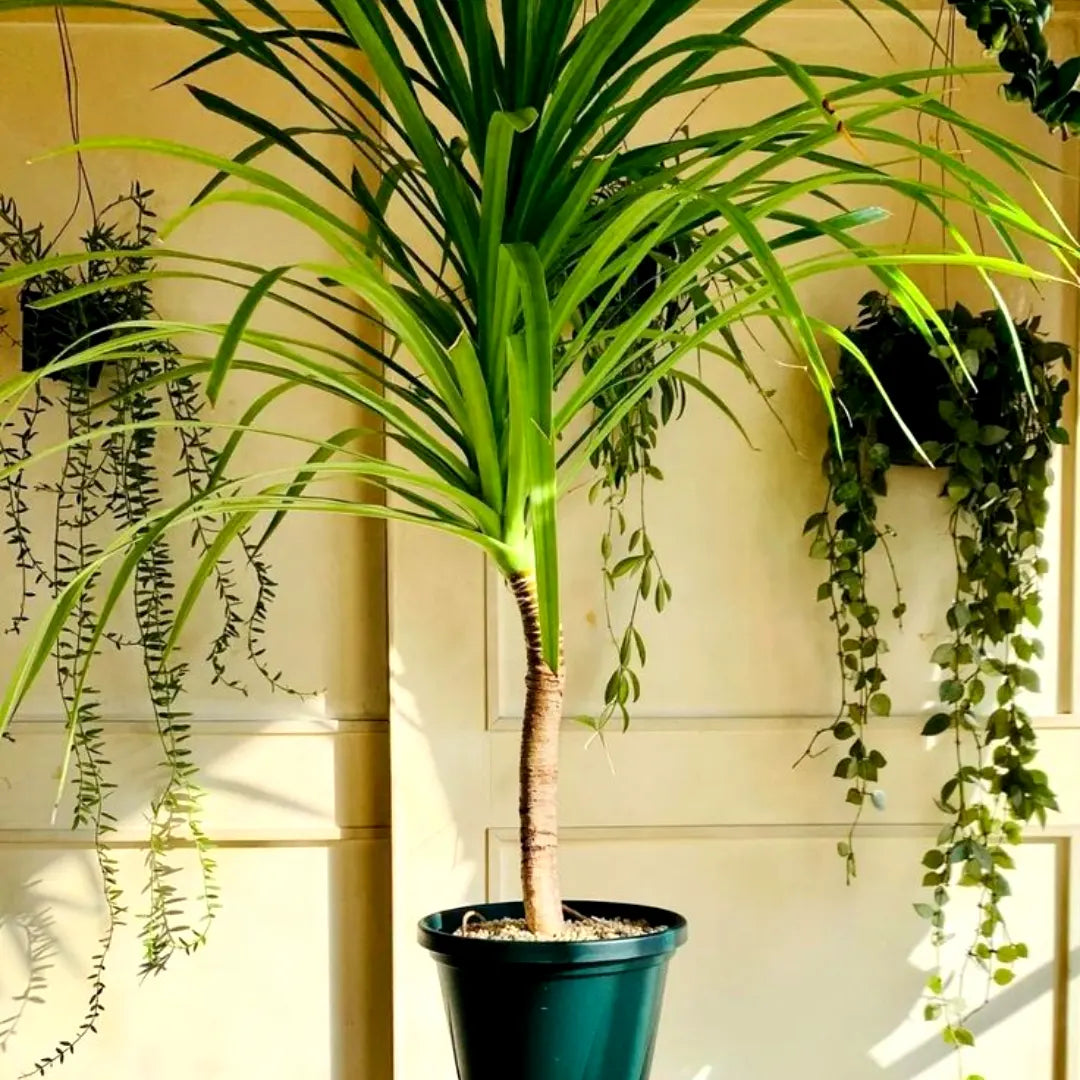 dracaena draco in pot Dracaena Draco "Dragon Tree"