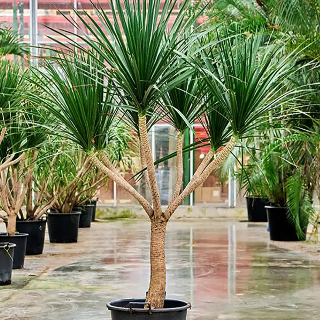 dracaena with thick trunk Dracaena Draco "Multihead"