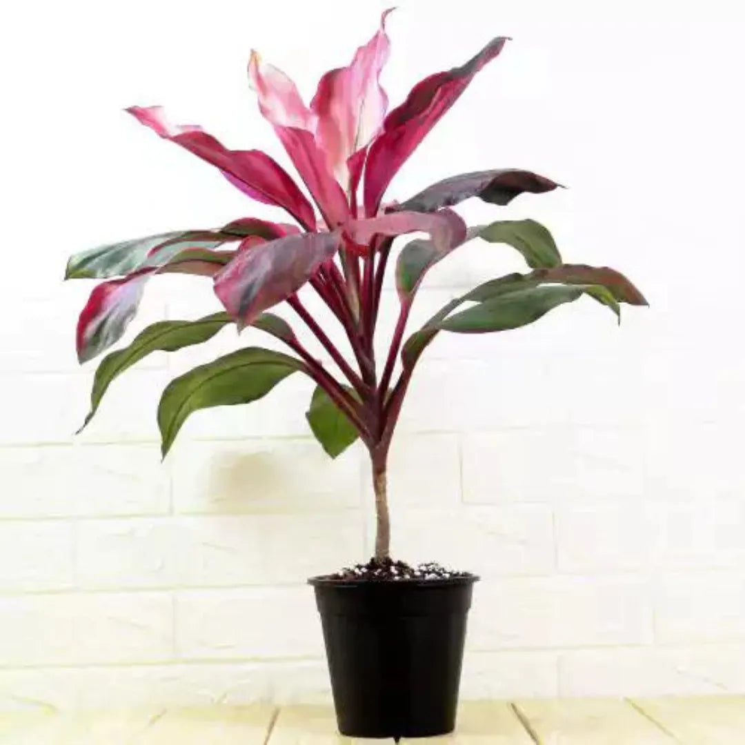 Buy Dracaena Kedarnath Plant Online at Lalitenterprise