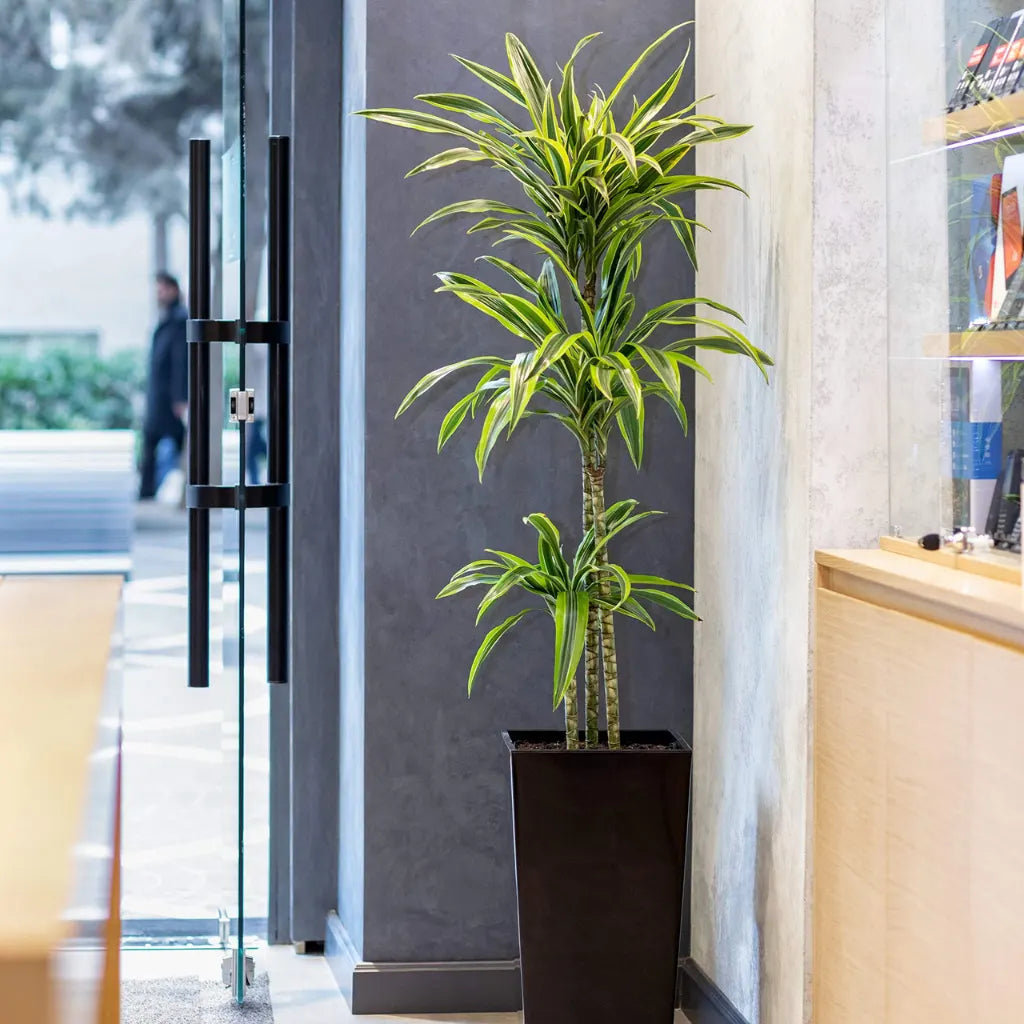 Buy Dracaena Lemon Lime "Dracaena Fragrans" - Plant Online at Lalitenterprise