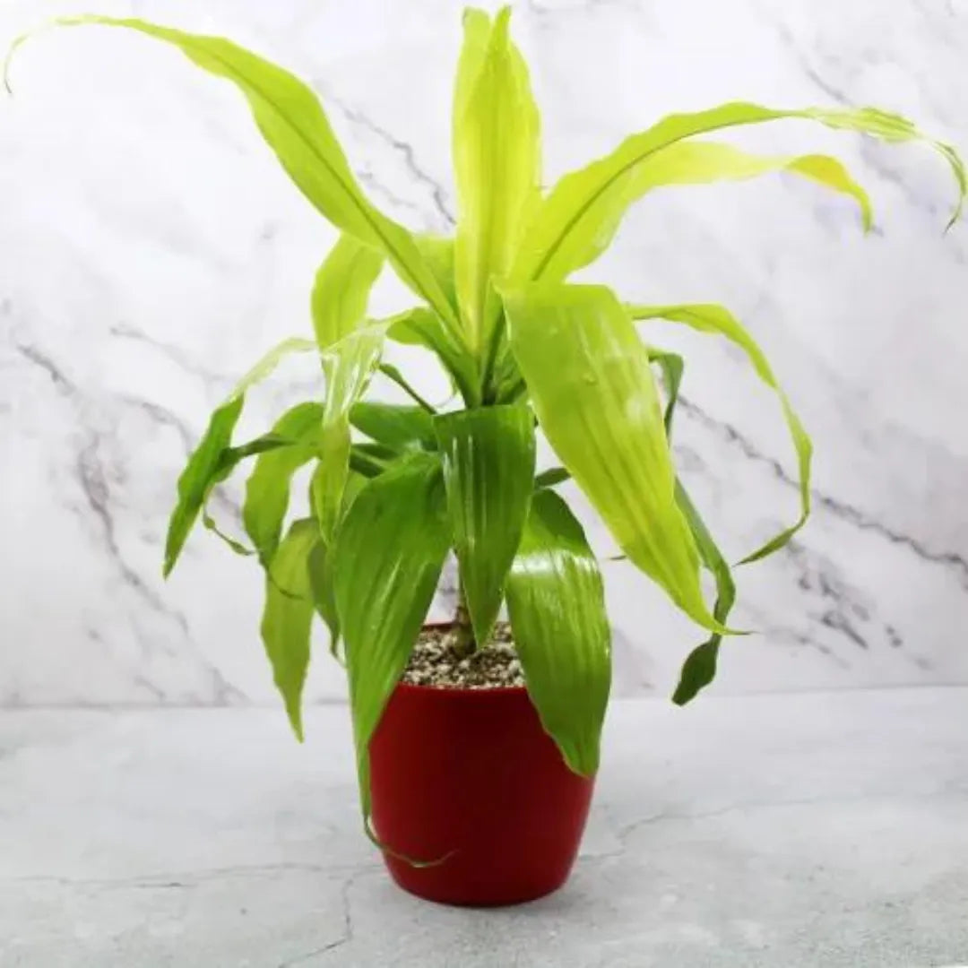 Dracaena Fragrans Limelight Plant - Lalit Enterprise