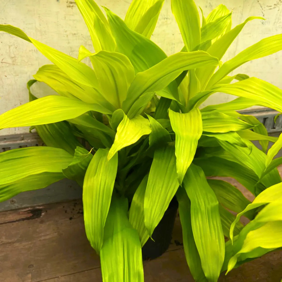 Buy Dracaena Limelight Plant Online at Lslitenterprise