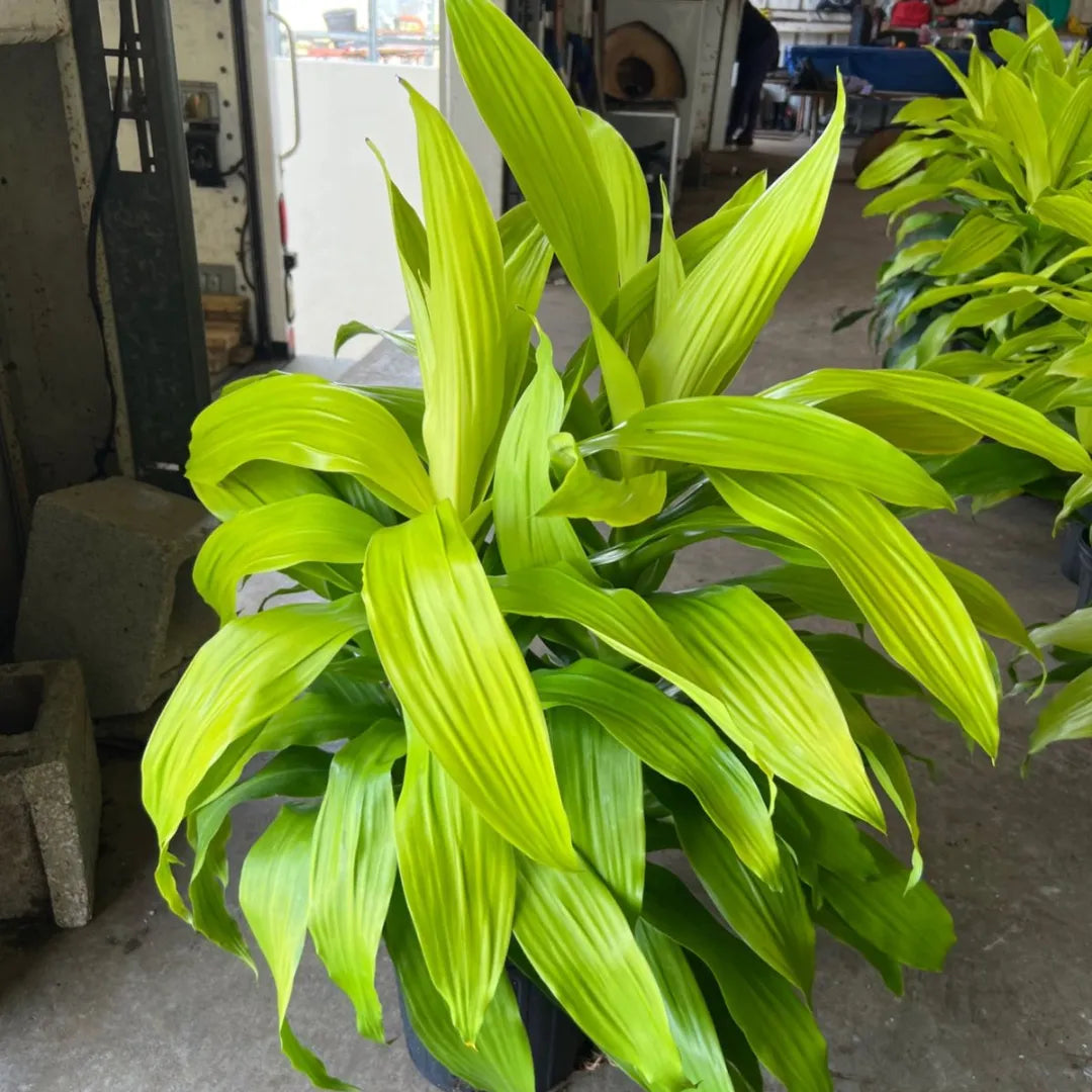 Buy Dracaena Limelight Plant Online at Lalitenterprise