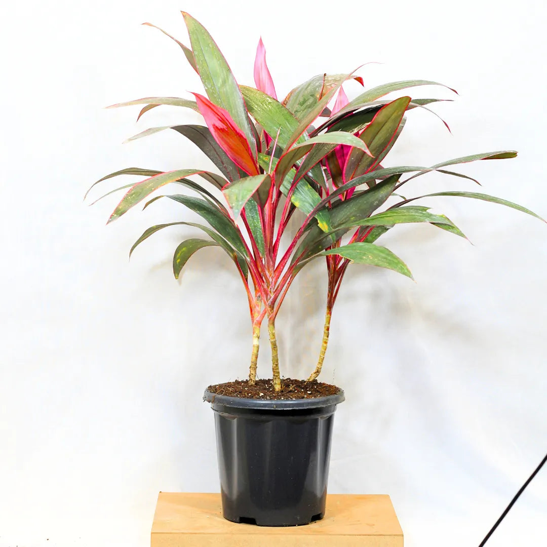 dracaena terminalis Dracaena Mahatma (Cordyline Terminalis)