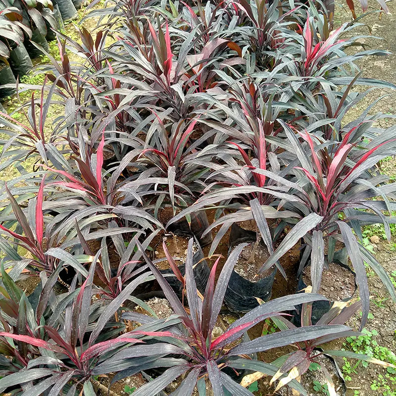 Buy Dracaena Mahatma "Thin Long Leaves" (Cordyline Terminalis) – Plant Online at Lalitenterprise