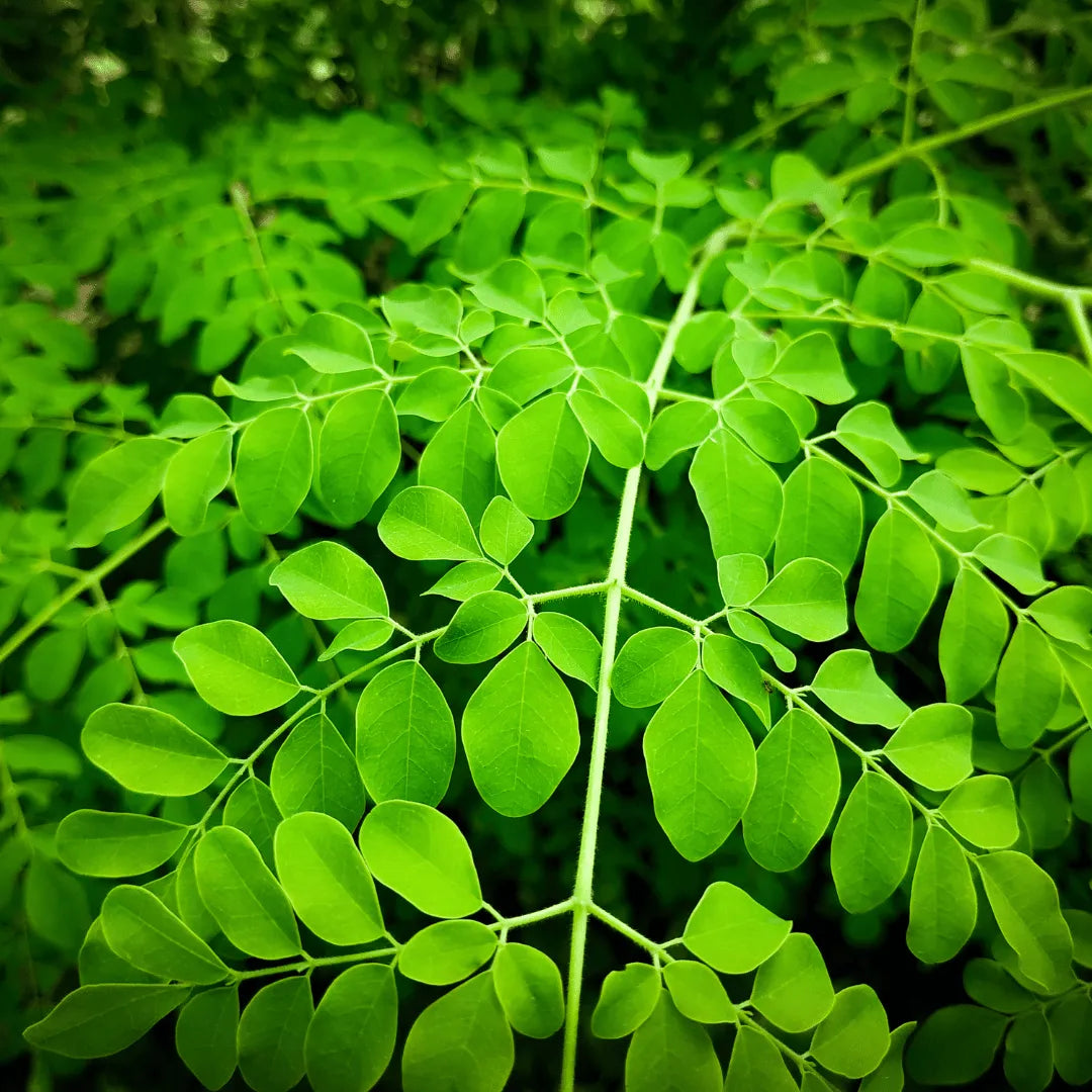 Buy Drumstick (Moringa Oleifera), Sehjan Plant online at Lalitenterprise