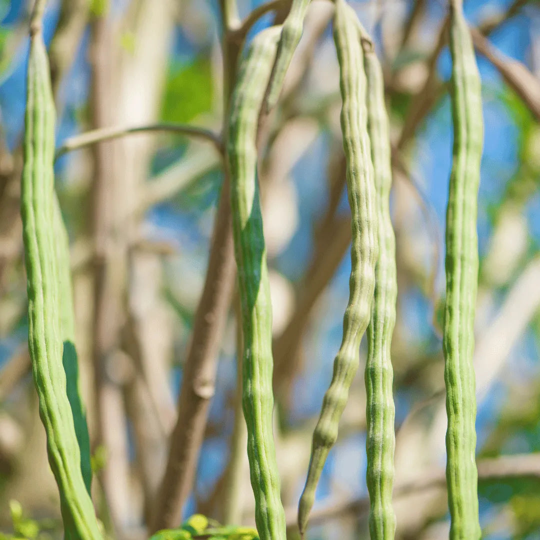 Buy Drumstick (Moringa Oleifera), Sehjan Plant online at Lalitenterprise