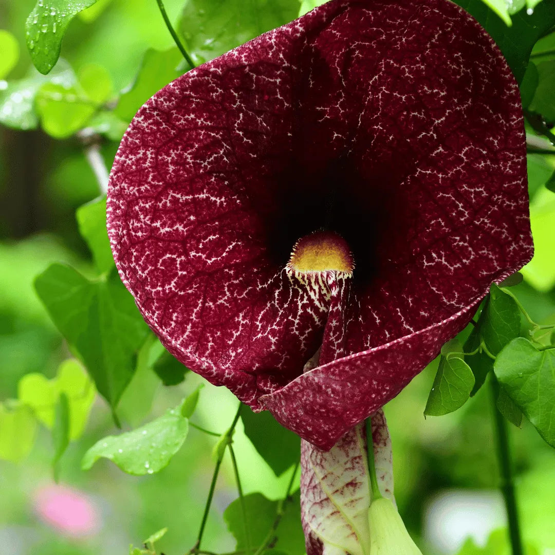 Dutchman's Pipe Flowering vine (Aristolochia macrophylla) Duck vine