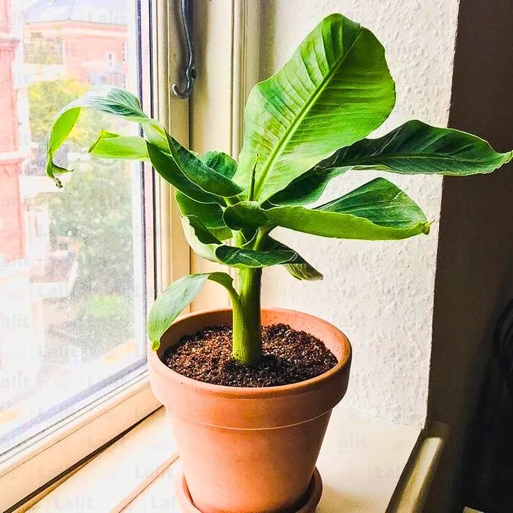 banana musa plant indoor Dwarf Banana (Musa Acuminata)