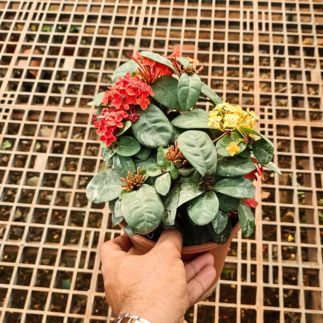 Buy Dwarf Ixora "Multicolor Flowering" - Plant
Online at Lalitenterprise