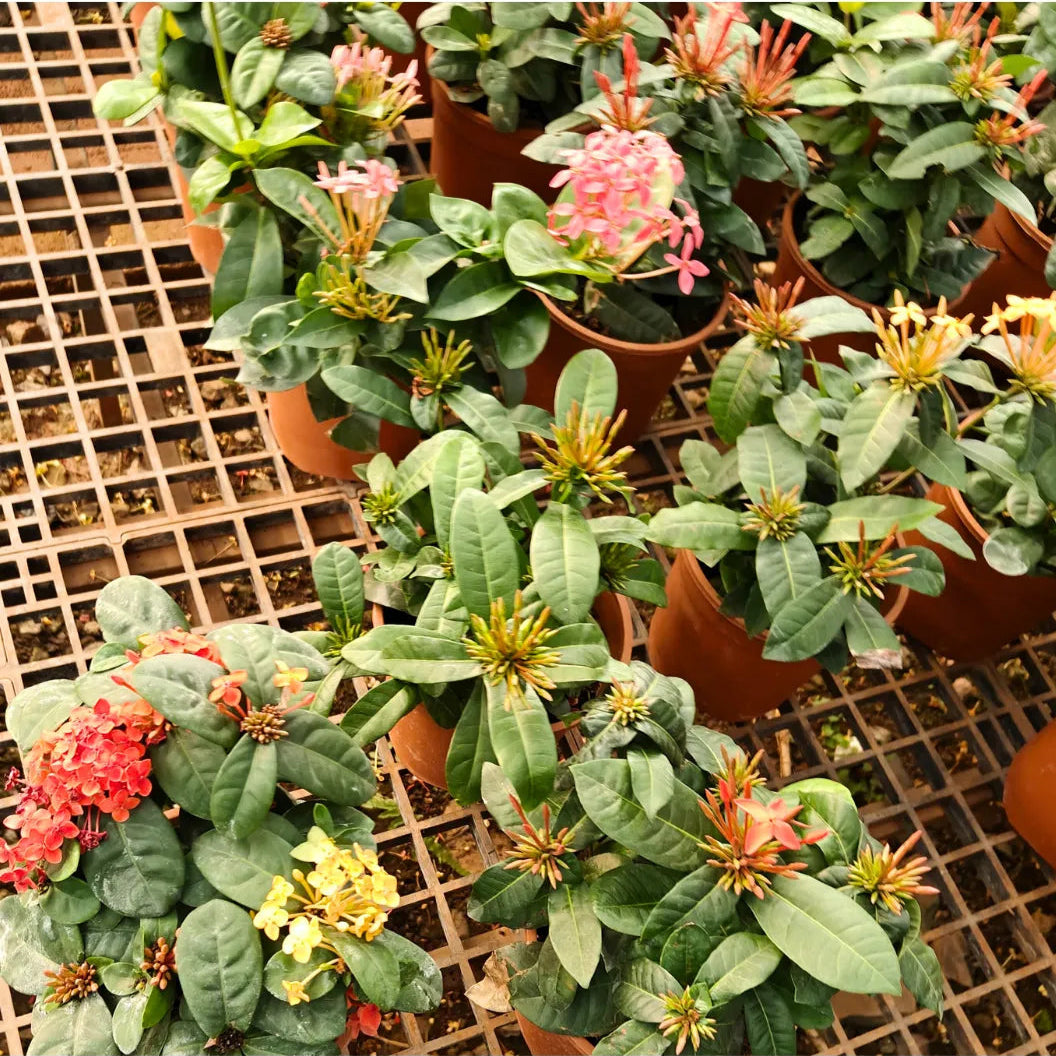 Buy Dwarf Ixora "Multicolor Flowering" - Plant
Online at Lalitenterprise