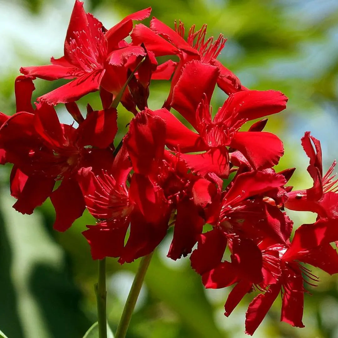 Buy Nerium Oleander "Dwarf Kaner" - Plant Online at Lalitenterprise