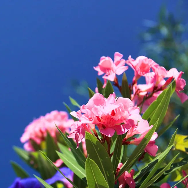 Buy Nerium Oleander (Dwarf Kaner) - Plant Online at Lalitenterprise