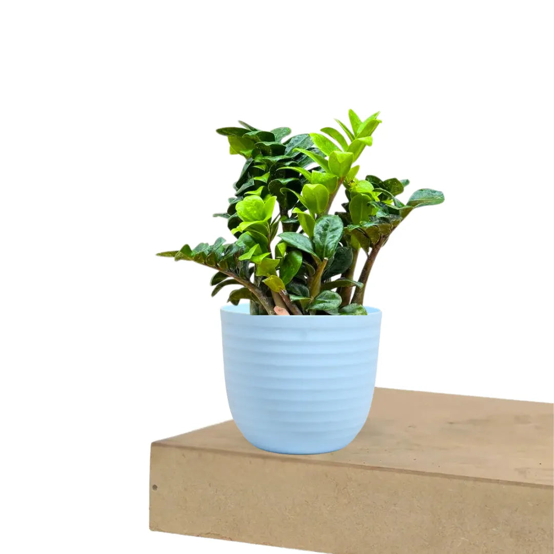 dwarf zz plant Twisted Dwarf ZZ (Zamioculcas Zamiifolia)