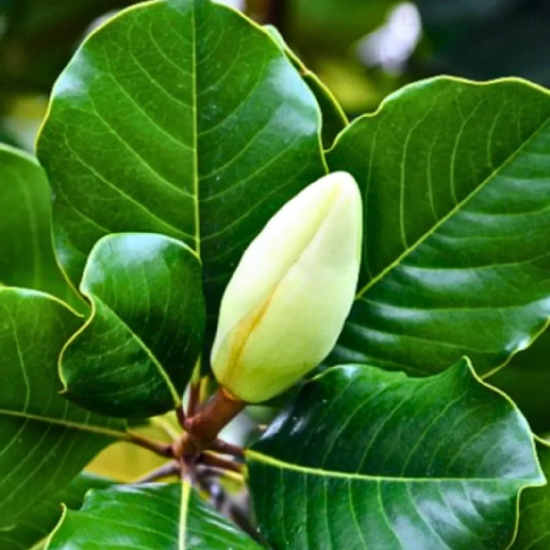 Buy Magnolia Liliifera - Plant Online at Lalitenterprise