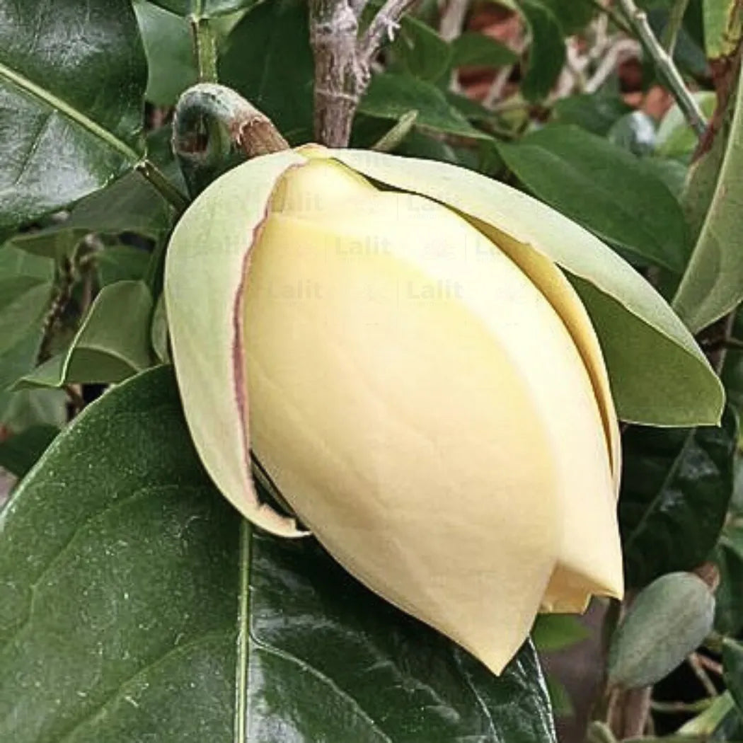 Buy Egg Champa (Magnolia Liliifera) - Plant Online at Lalitenterprise