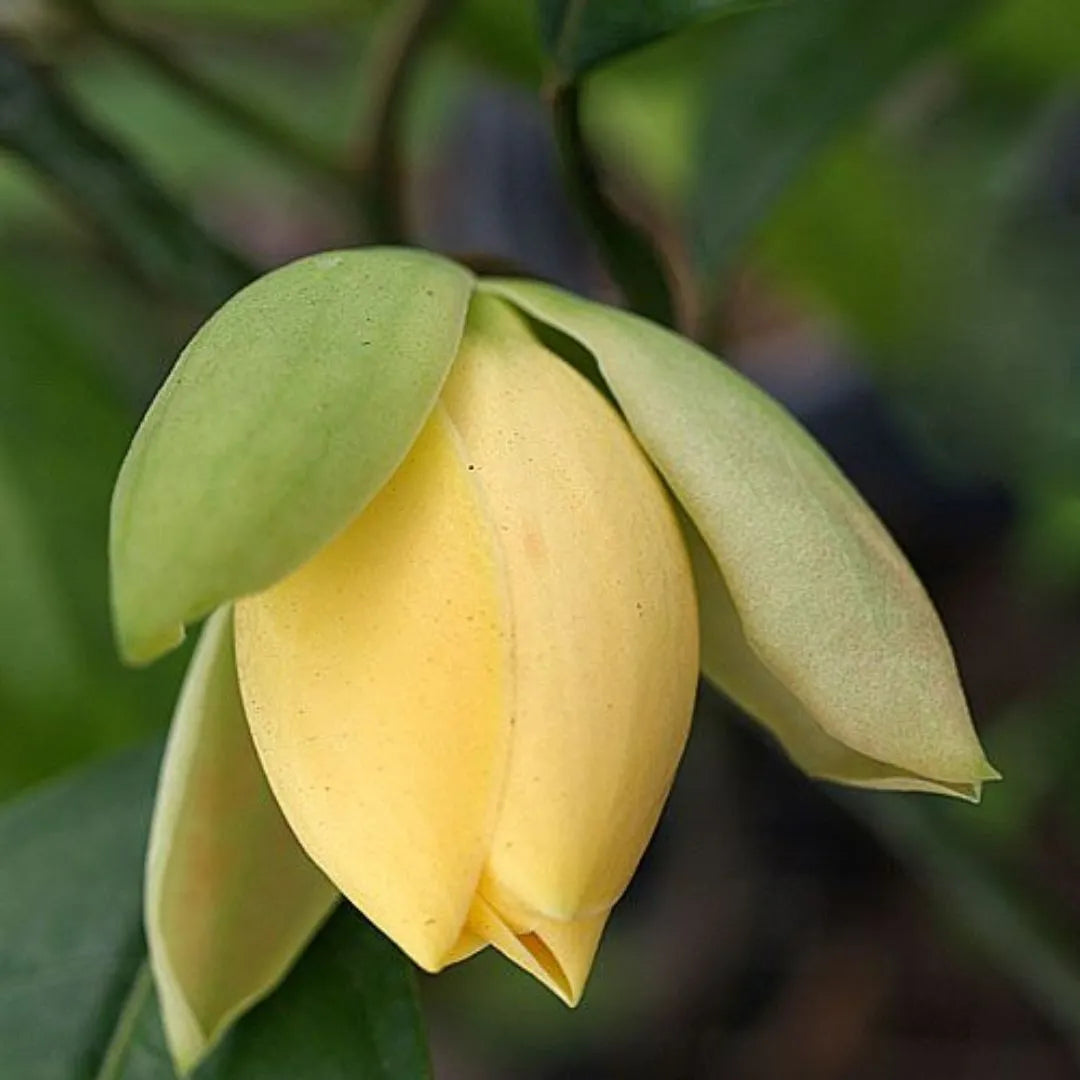 Buy Egg Champa Grafted yellow (Magnolia Liliifera) - Plant Online at Lalitenterprisel