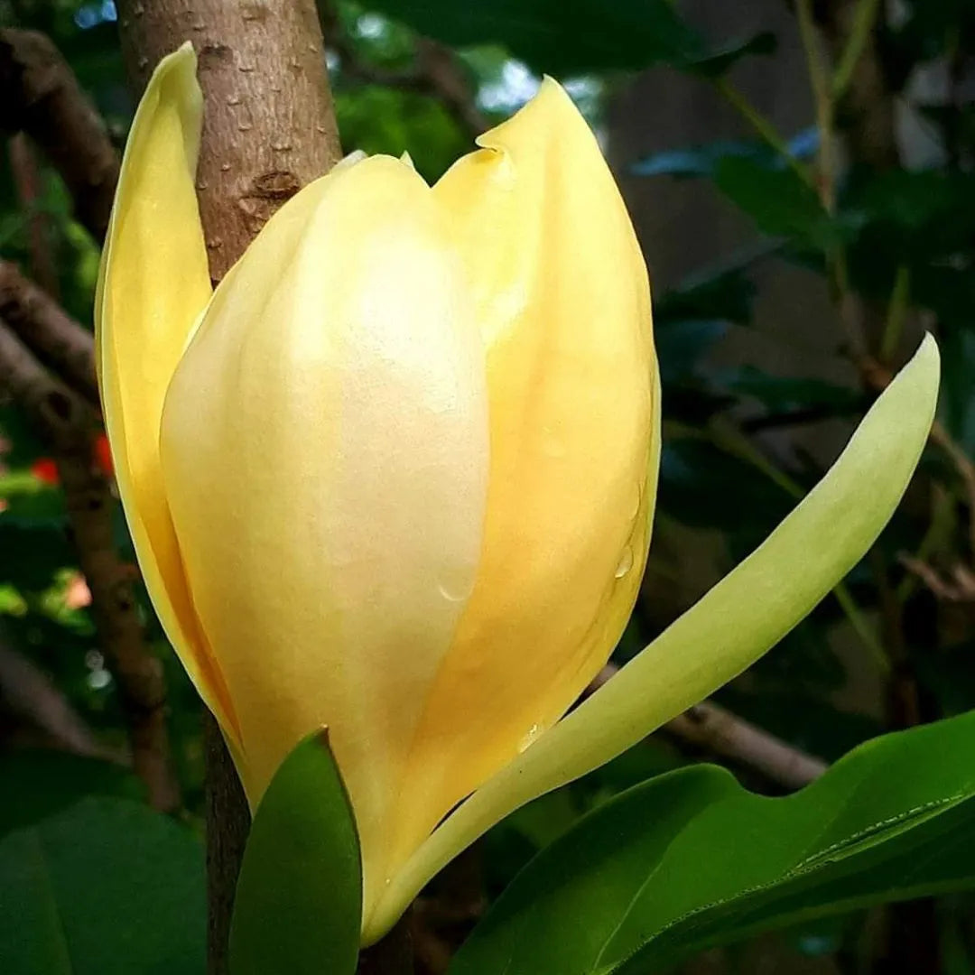 Buy Magnolia Liliifera yellow - Plant Online at Lalitenterprise