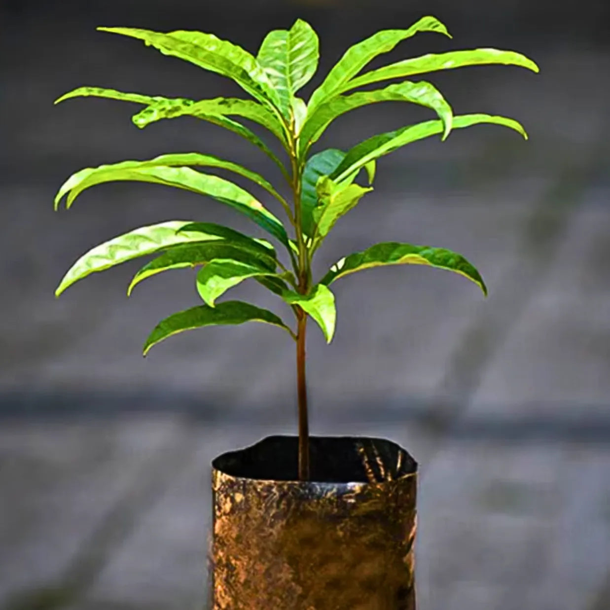 Buy Pouteria Campechiana - Plant Online at Lalitenterprise