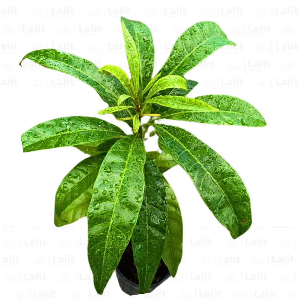 Buy Egg Fruit (Pouteria Campechiana) - Plant Online at Lalitenterprise
