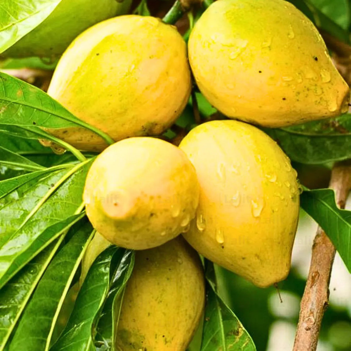 Buy Pouteria Campechiana - Plant Online at Lalitenterprise