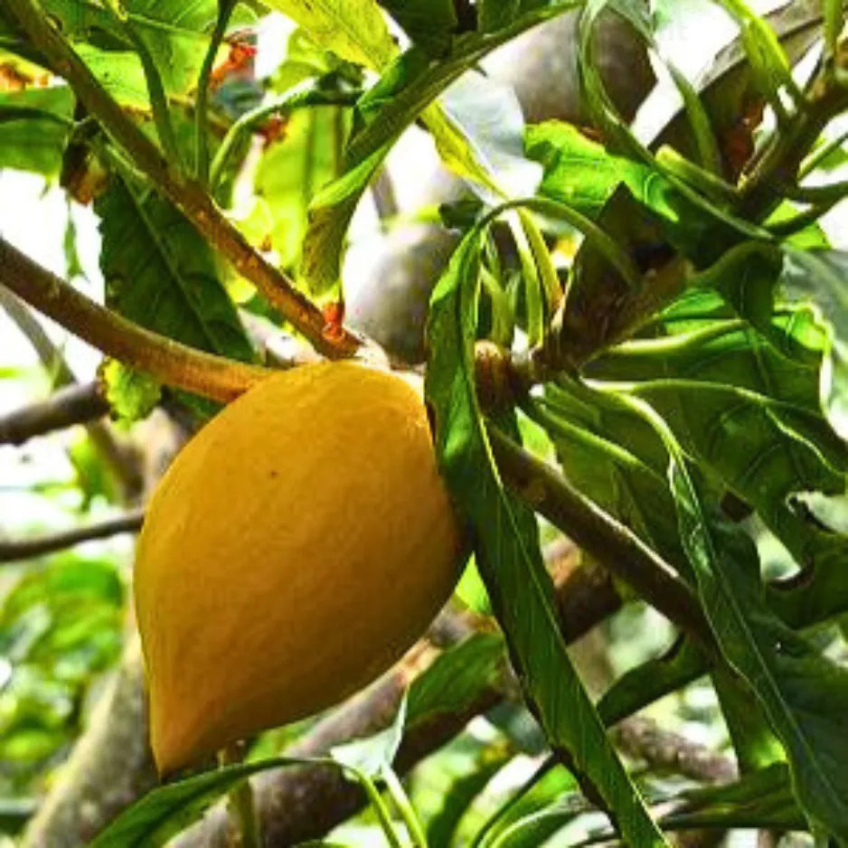 Buy Egg Fruit - Plant Online at Lalitenterprise