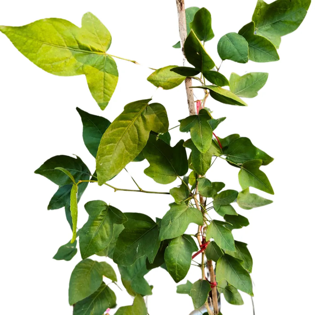 Buy Ekvillam Bel Patra Plant Online at Lalitenterprise