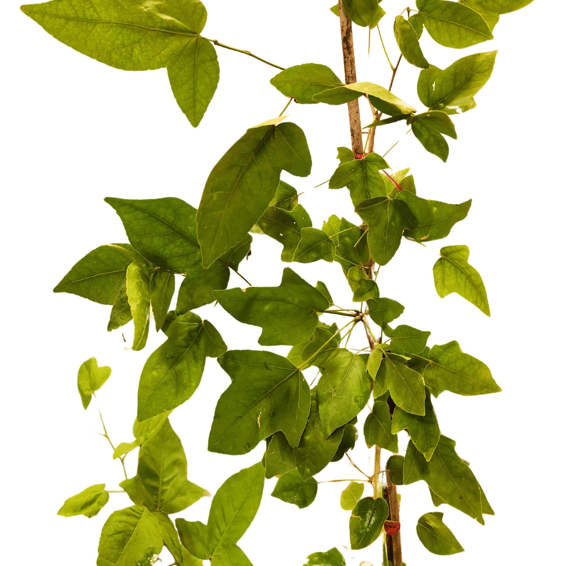 Buy Ekvillam Bel Patra Plant Online at Lalitenterprise