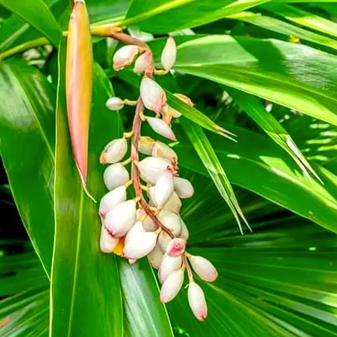 Buy True Cardamom - Plant Online at Lalitenterprise