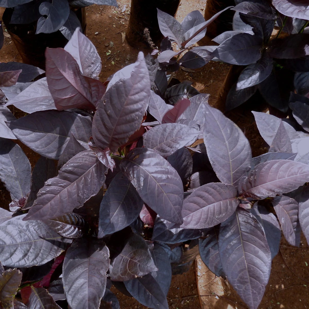 Buy Eranthemum Black Magic - Plant Online at Lalitenterprise