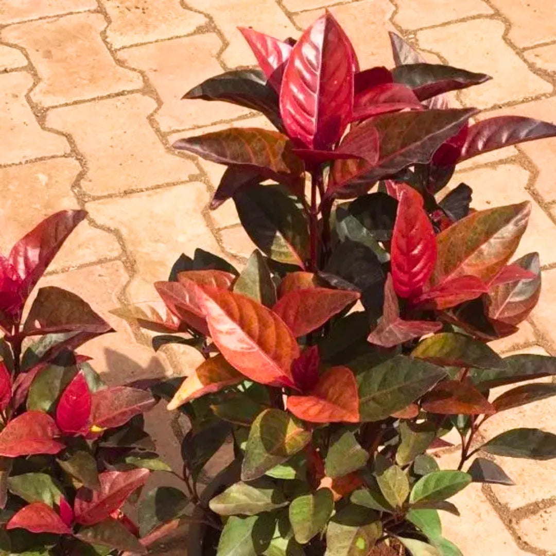 Buy Eranthemum Red - Plant Online at Lalitenterprise