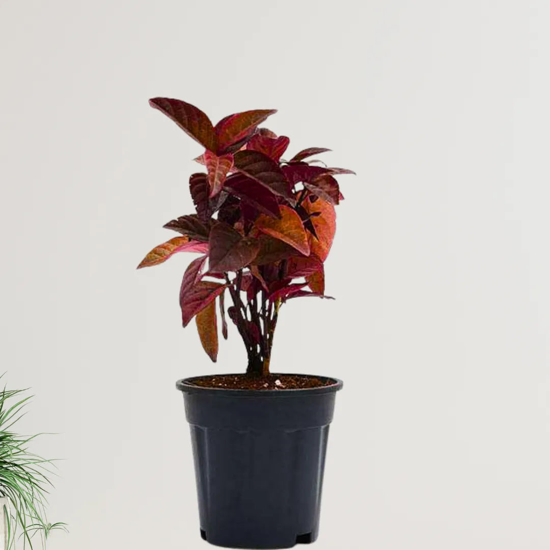 Buy Eranthemum Red - Plant Online at Lalitenterprise