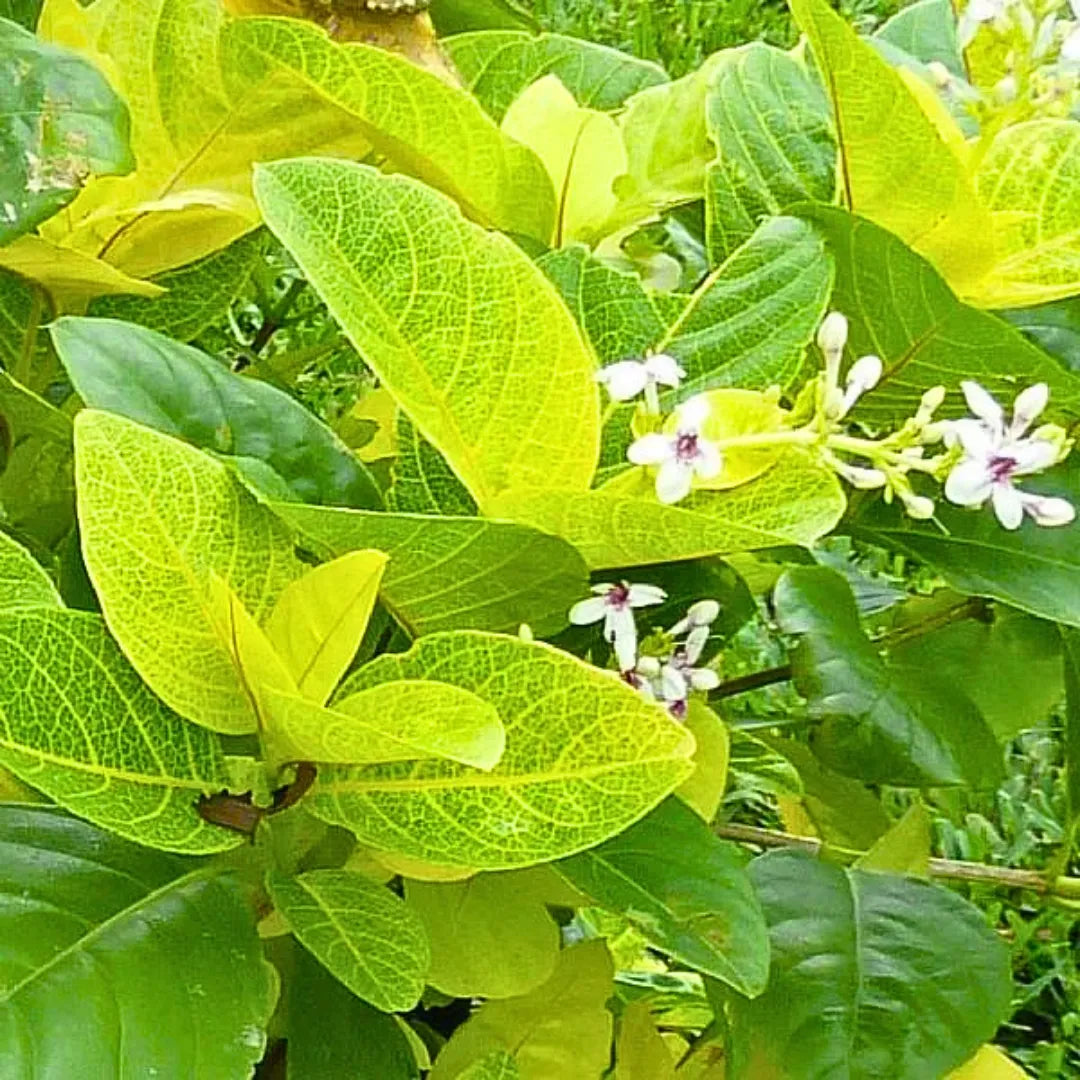 Buy Eranthemum Yellow Veins - Plant Online at Lalitenterprise
