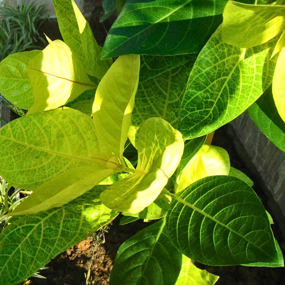 Buy Eranthemum Yellow Veins - Plant Online at Lalitenterprise