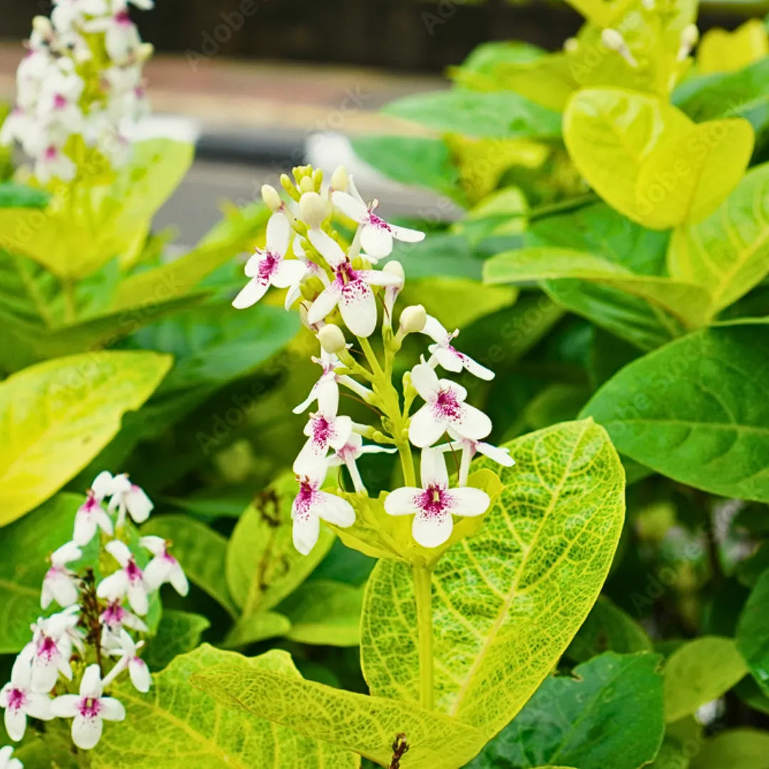 Buy Eranthemum Yellow Veins - Plant Online at Lalitenterprise
